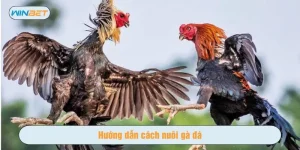 Cách nuôi gà đá