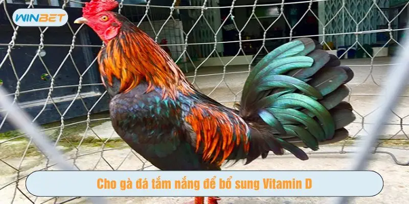 Cho chiến kê tắm nắng bổ sung vitamin D