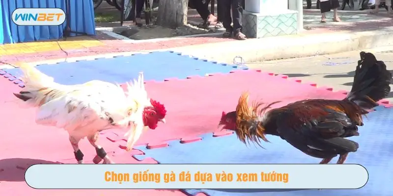 Xem tướng để chọn những con khoẻ mạnh, hăng đấu