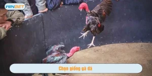 Chọn giống gà đá