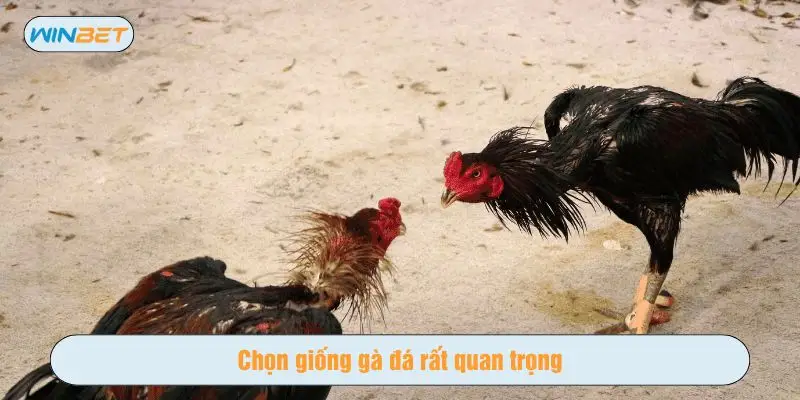 Tầm quan trọng của việc lựa chọn chiến kê