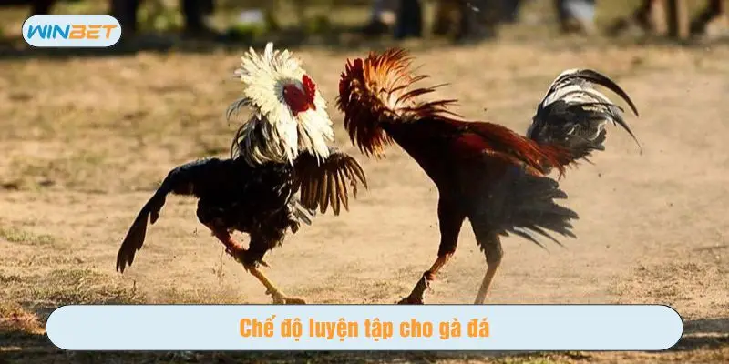 Chế độ rèn luyện phù hợp để tăng sức chiến đấu