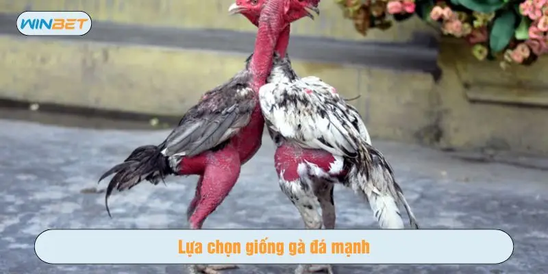 Lựa chọn giống đủ mạnh